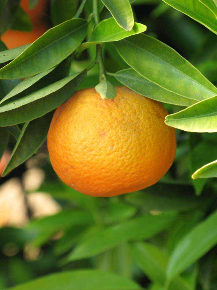            Fruit of  Citrus clementina           (Monreal, Riverside, CA)   